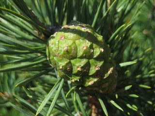 PineGreen pine cone