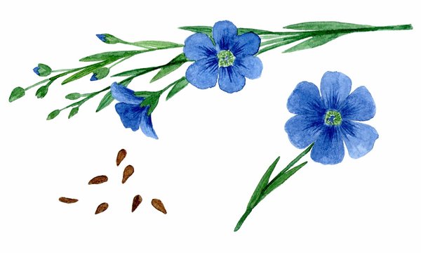 flax flowers and seeds. Isolated on white background. watercolor drawing