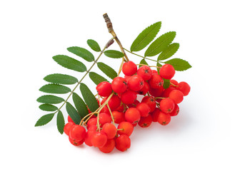 Red ripe bunch of rowan with green rowan leaves isolated on white background - obrazy, fototapety, plakaty