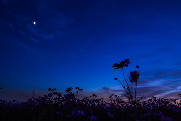 風のない秋夜、兆秒露光でコスモスが撮れるって素敵じゃない？