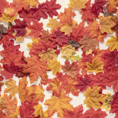 Naklejka na ściany i meble Flat lay autumn colourful leaves