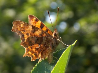 one butterfly on a green leaf