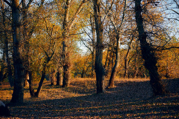 Fototapeta premium Autumn forest - beautiful wild landscape, bright sunlight and shadows at sunset, golden fallen leaves and branches, nature and season details.