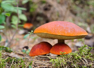 Big aspen mushroom in a forest in autumn. Forest mushroom picking season. Red-capped scaber stalk. Edible boletes. A big beautiful mushroom with a red hat grows in a moss forest