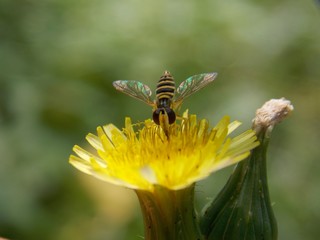 one small wasp on a yellow flower