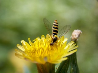 one small wasp on a yellow flower