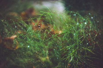 Obraz premium Leaves