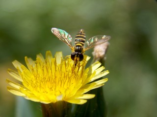one small wasp on a yellow flower