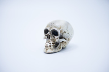 Skull model on the White Blackground