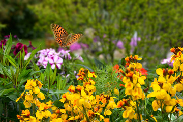 Schmetterling 580