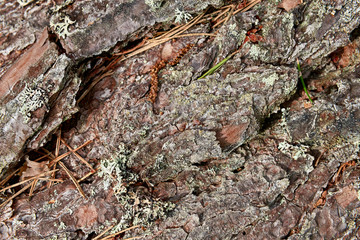 Fototapeta na wymiar Tree pine bark closeup
