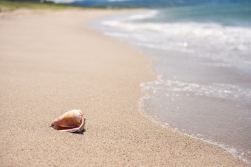 砂浜と貝殻