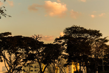 silhouette of trees at sunset
