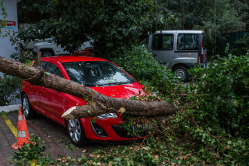 Car under fallen tree.