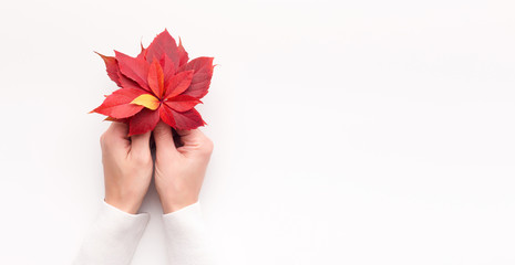 Creative flower in woman hands of red maple leaves on white