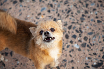 Little Dog breed Pomeranian Mixed breed Shih Tzu are Staring page and Dogs barking .