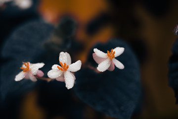 The dew on the flowers