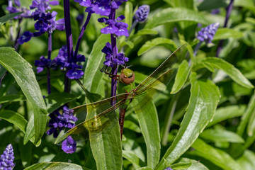 Dragonflies perched on the  flowers