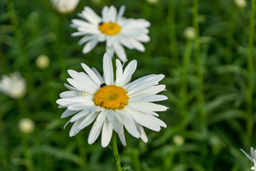 Obraz premium Flowering garden large chamomile. Bush chamomile varieties Leucanthus and Alaska.