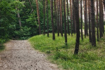 A dirt path leading through the trees in a forest