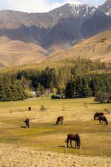 Meadow with horses and mountains near Lake Tepkapo, New Zealand
