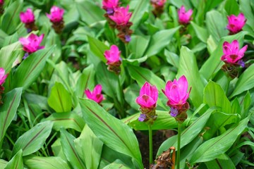tulips in the garden