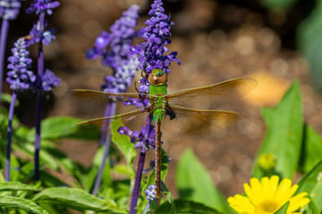 Common Green Darner (Anax junius) on the botanical garden