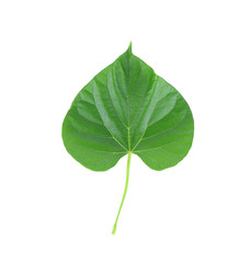                         Tinospora crispa  leaves isolated on white background
