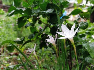 white flower