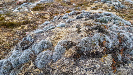 Grunge background texture of natural stone