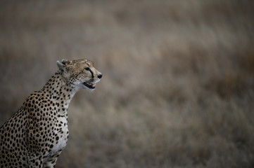 Cheetah stalking prey in the Serengeti