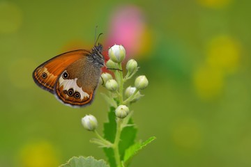 Coenonympha arcania  583