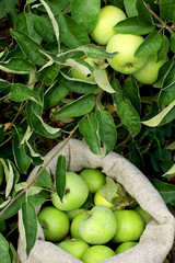 Simerenko apples in a linen bag on the background of apple tree branches
