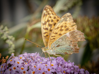 silver washed fritillary