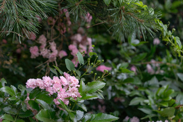 Fototapeta premium Flowering garden decorative rose bush. A pink bush blooms under a pine tree. Rose bush among garden plants.
