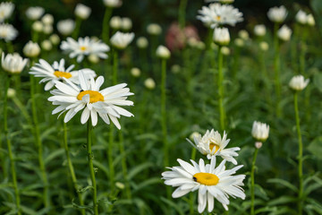 Fototapeta premium Flowering garden large chamomile. Bush chamomile varieties Leucanthus and Alaska.
