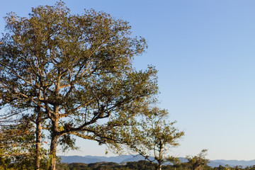 Oak Tree and blue sky Landscape in Peruibe, Brazil