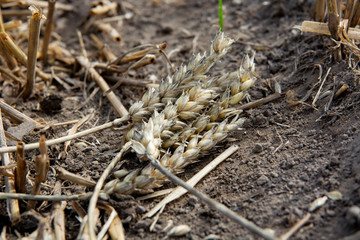 ears of wheat
