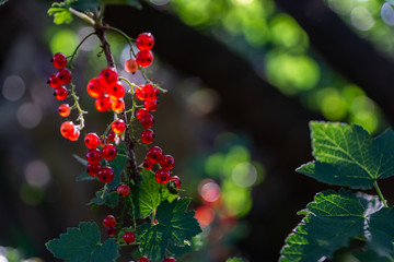 Branches of red and black currant. Bright, ripe, juicy berries of black and red currants. Ripe berries glow in the sun.