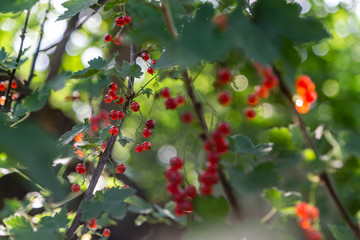 Branches of red and black currant. Bright, ripe, juicy berries of black and red currants. Ripe berries glow in the sun.