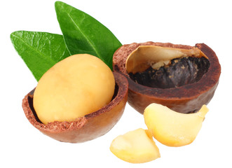 Macadamia nut with green leaves isolated on a white background