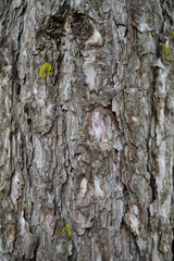 Atmospheric texture of natural wood bark