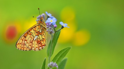 Boloria euphrosyne  586