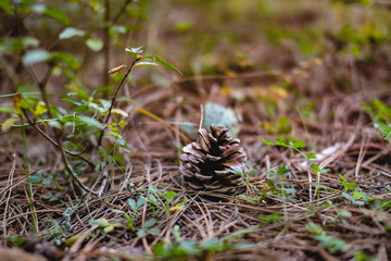 pine cones in a pine forest