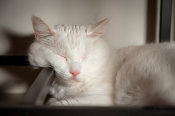 Fototapeta premium Cat cute little ginger kitten in the fluffy pet comfortably settled is asleep feeling and Lying under the table happy in the morning.