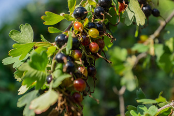 Branches of red and black currant. Bright, ripe, juicy berries of black and red currants. Ripe berries glow in the sun.