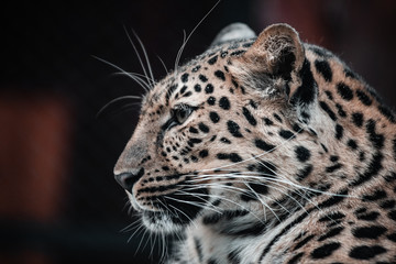 Fototapeta na wymiar Beautiful portrait of a predatory animal. Leopard. Male.