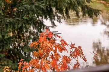 Autumn landscape: a Park with a lake.
