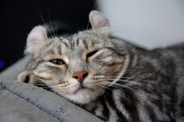 happy cat lovely comfortable sleeping by the woman stroking hand grip at . love to animals concept .