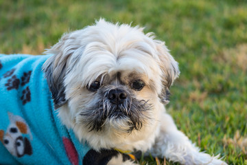 Shih Tzu Dog Portrait